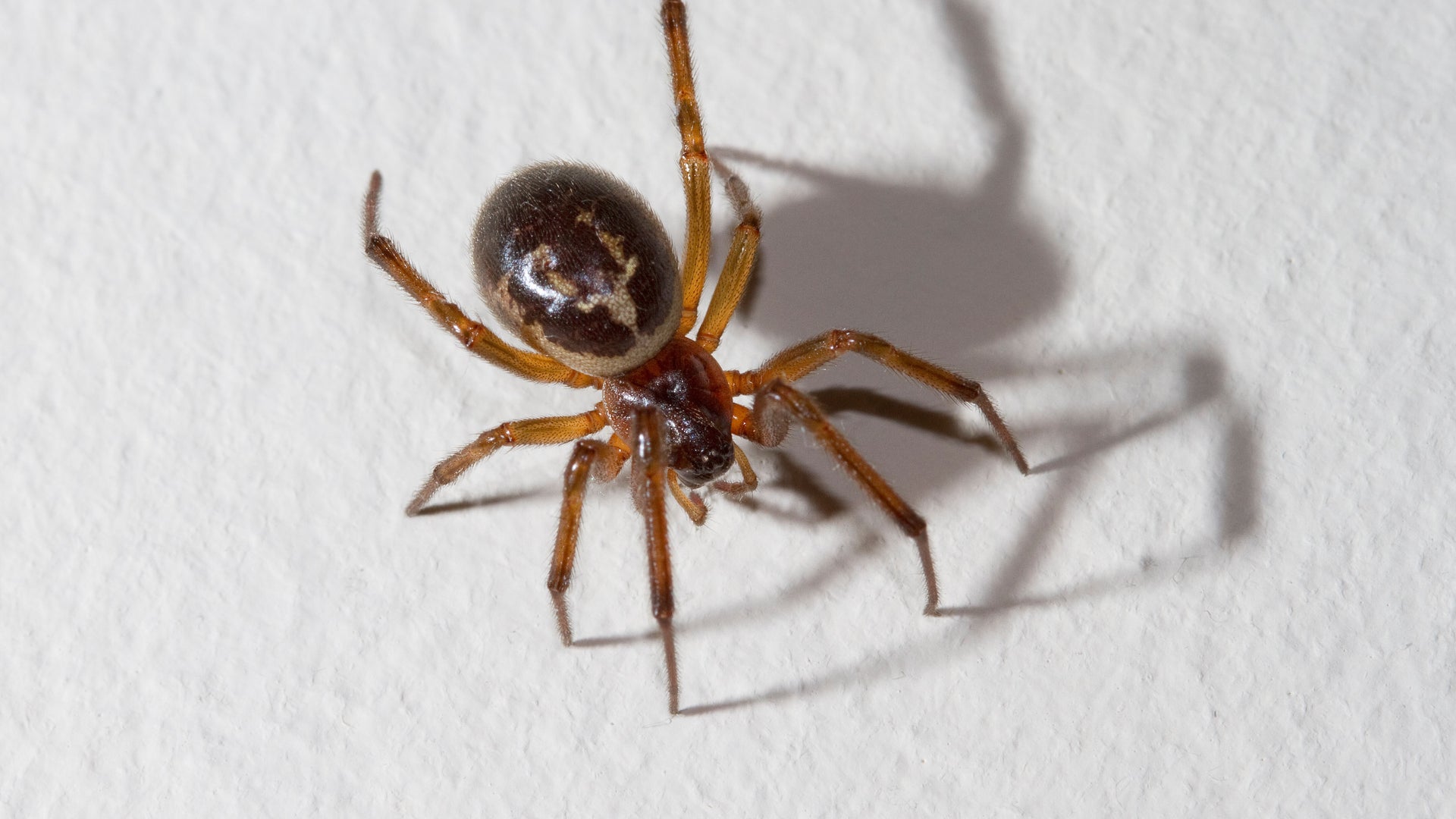 Tiny Spider Fells Prey Many Times Its Size | Scientific American