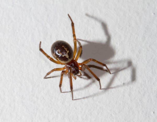 Spider on white wall
