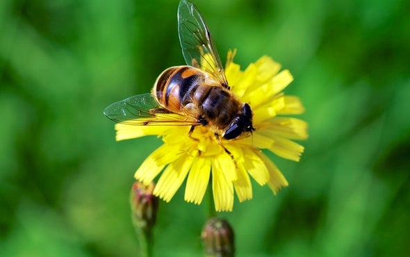 Flowers Deceive Flies with Chemical Cocktail
