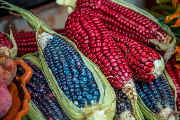 Small Farmers in Mexico Keep Corn's Genetic Diversity Alive