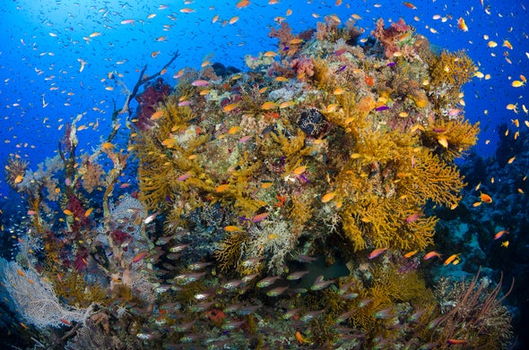 Mass Coral Death Drives Efforts to Identify Resilient Reefs ...