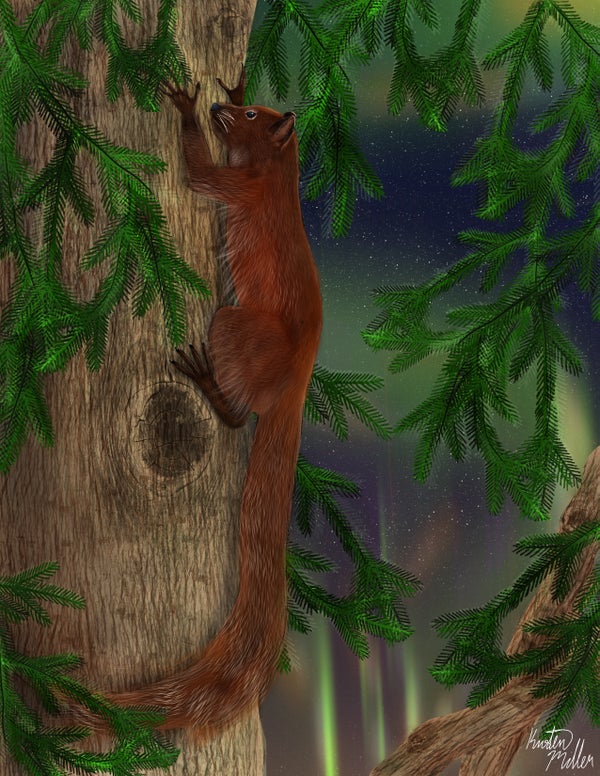 Squirrellike animal on tree trunk in nighttime scene