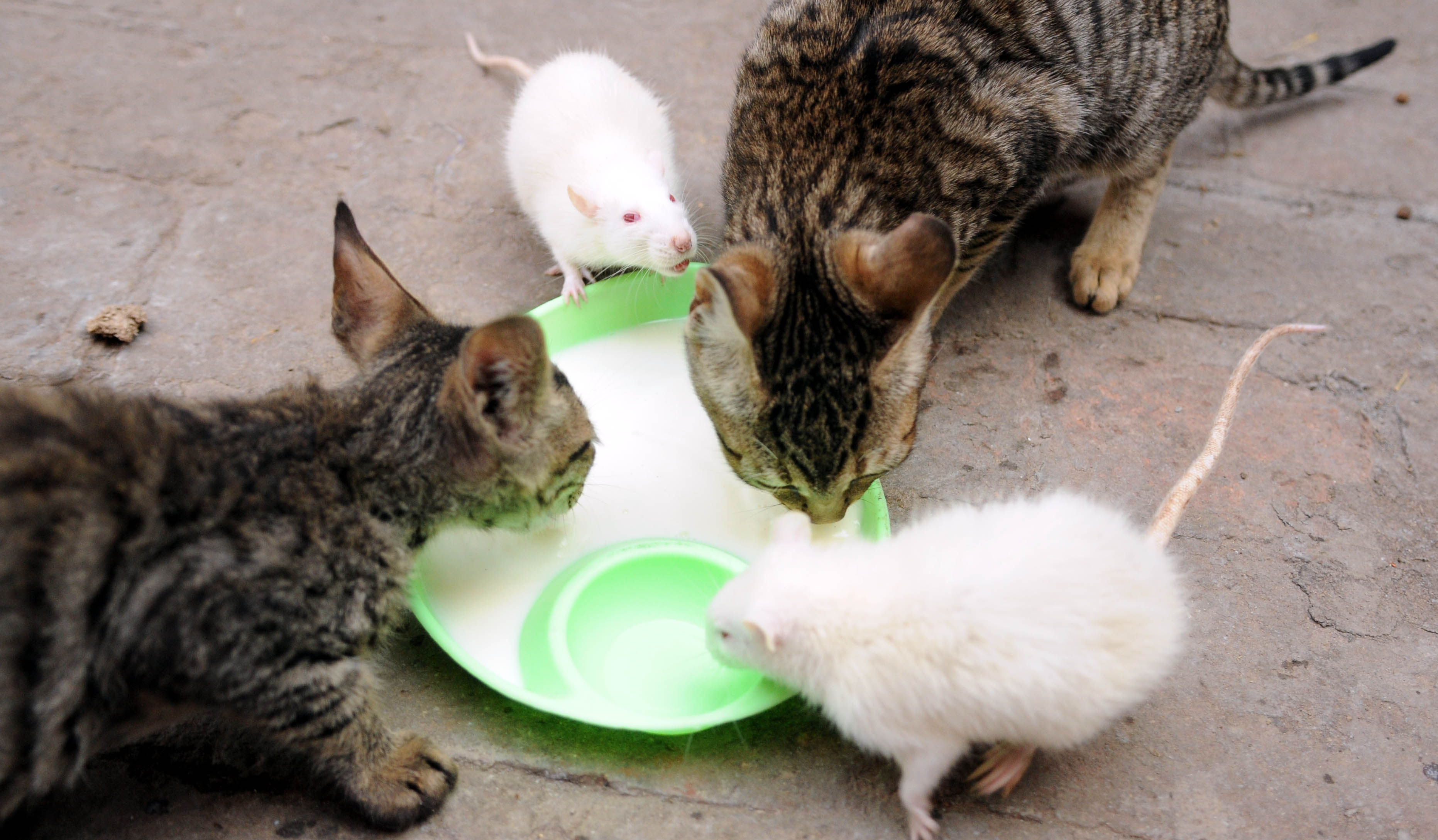 feral cats for rodent control
