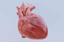 First-Ever Biorobotic Heart Helps Scientists Study Cardiac Function