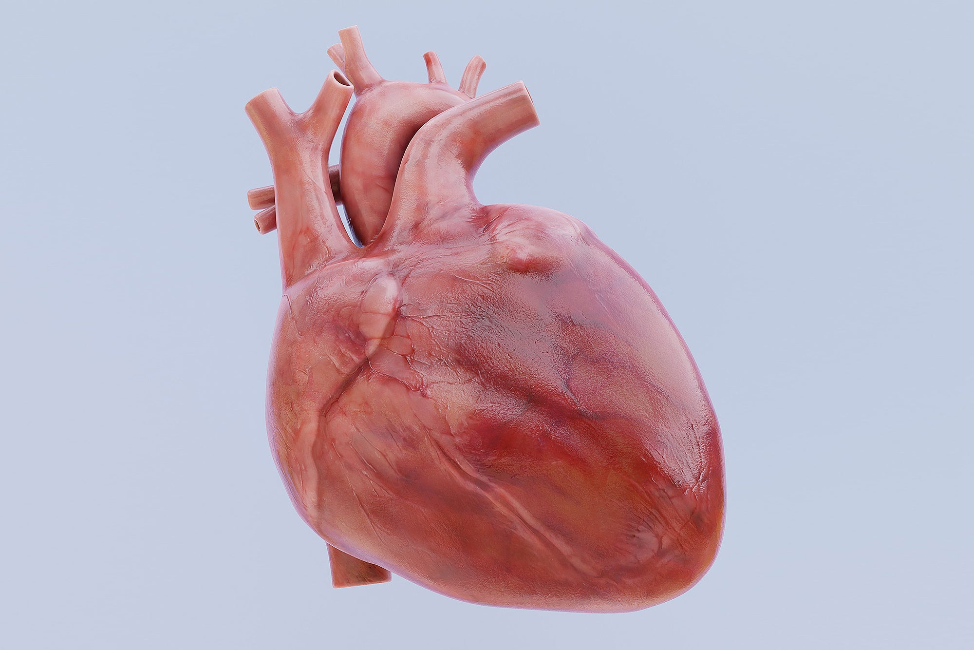 First-Ever Biorobotic Heart Helps Scientists Study Cardiac Function