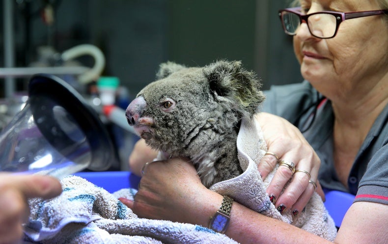 Struggling Koalas Get Help from a Bold Breeding Program - Scientific  American