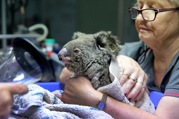 A koala is treated for burns at The Port Macquarie Koala Hospital in November 2019 in Port Macquarie, Australia.