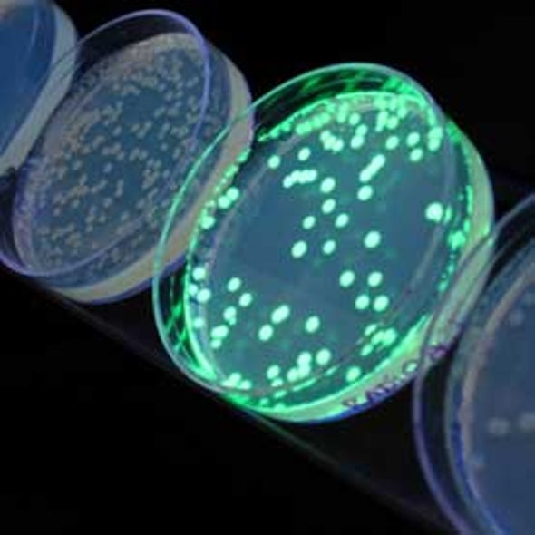 Gut Microbe Makes Diesel Biofuel