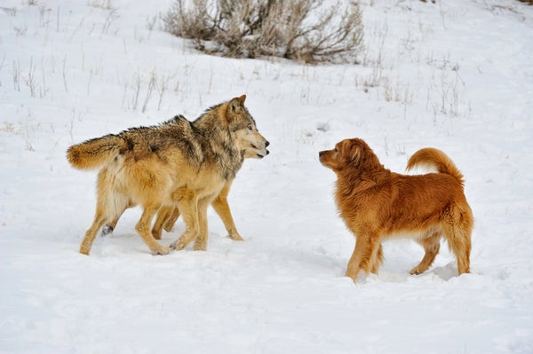 Gray wolves interact with a Golden Retriever
