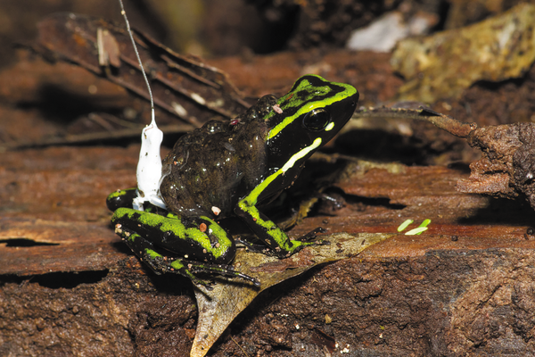 Meet a Great Dad From the Animal World: The Poison Frog