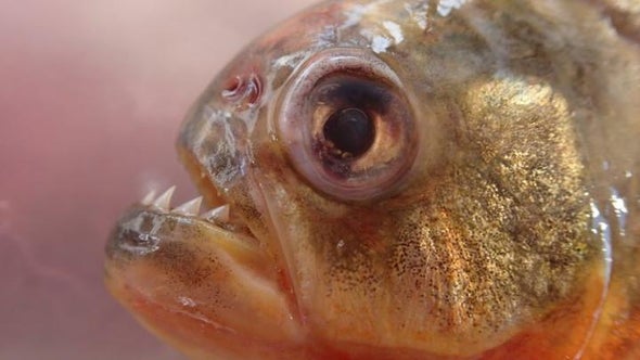 Singing Fish Reveal Underwater Battles in the Amazon