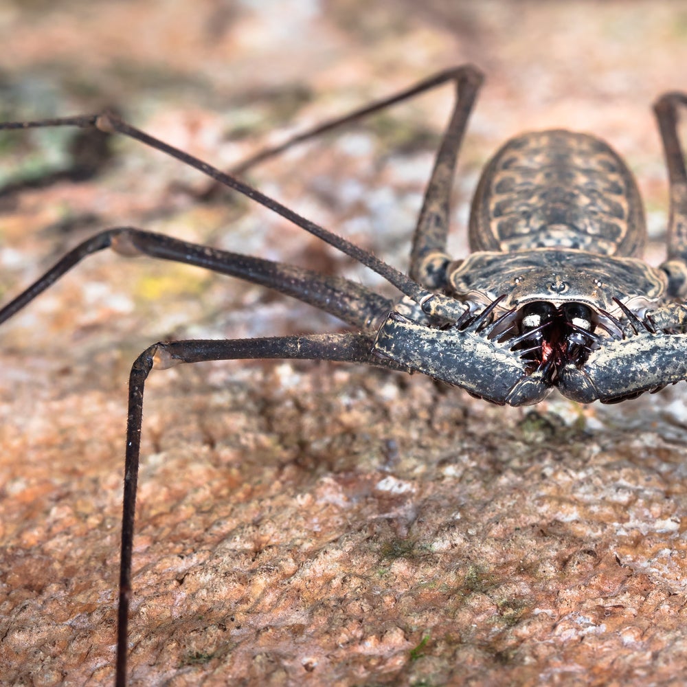 Making Sense of the Great Whip Spider Boom | Scientific American