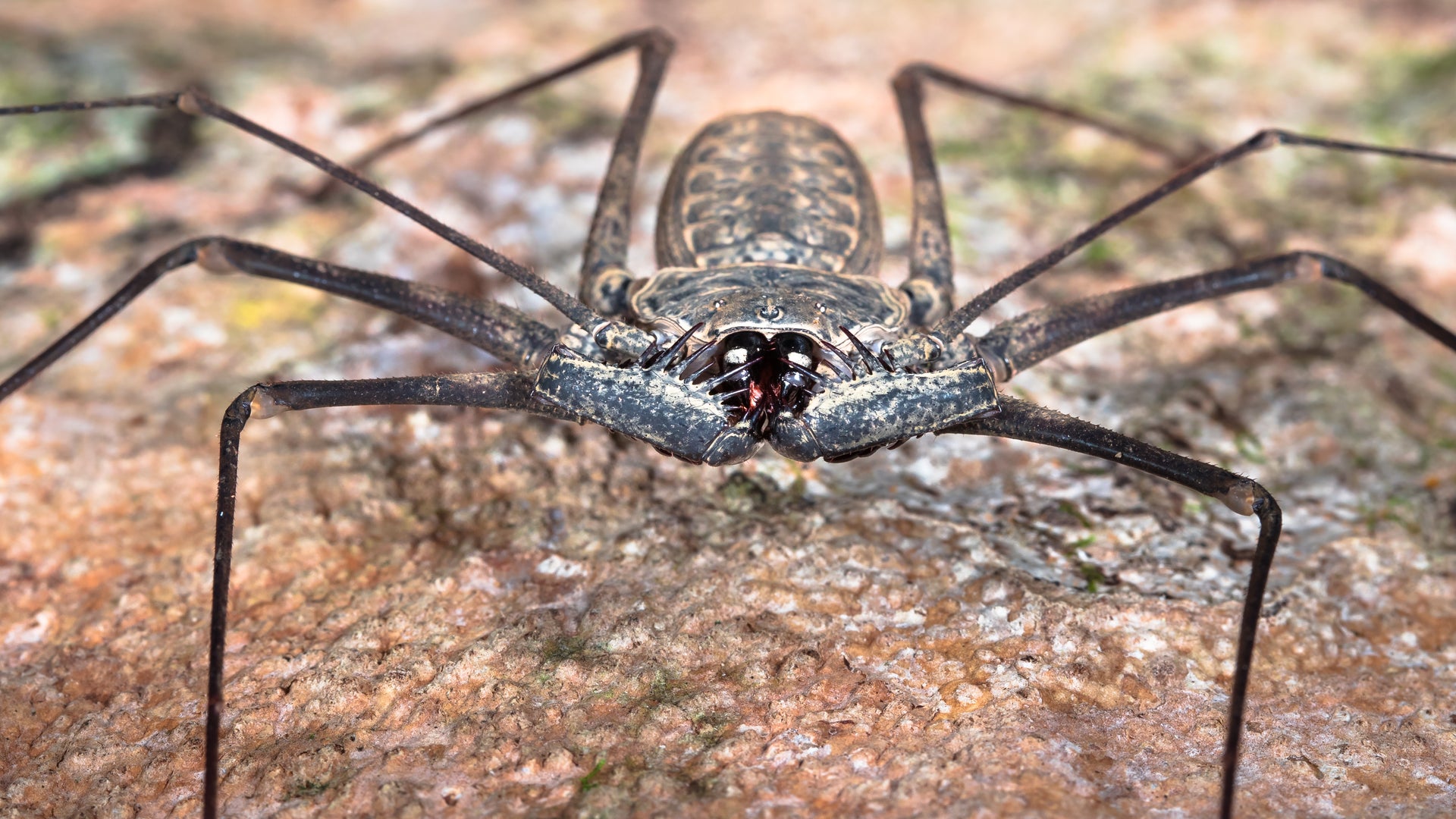 Making Sense of the Great Whip Spider Boom | Scientific American, image size:1920x1080