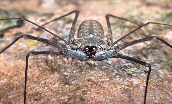 Making Sense of the Great Whip Spider Boom