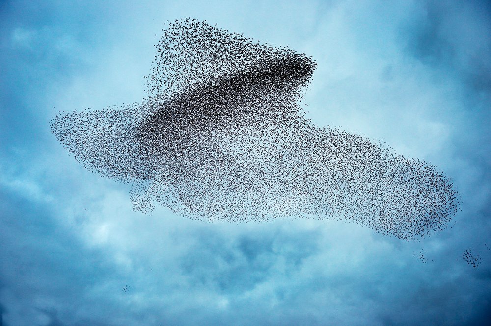 Flight Science Nature Summer of Science Reading, Episode 4: Navigating Loss and Hope with ...
