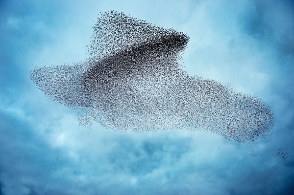 Starlings flock in a massive 'murmuration' before roosting Gretna Green Dumfries, Scotland.