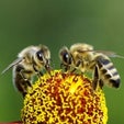 Monogamy Is Responsible for the Evolution of Bees