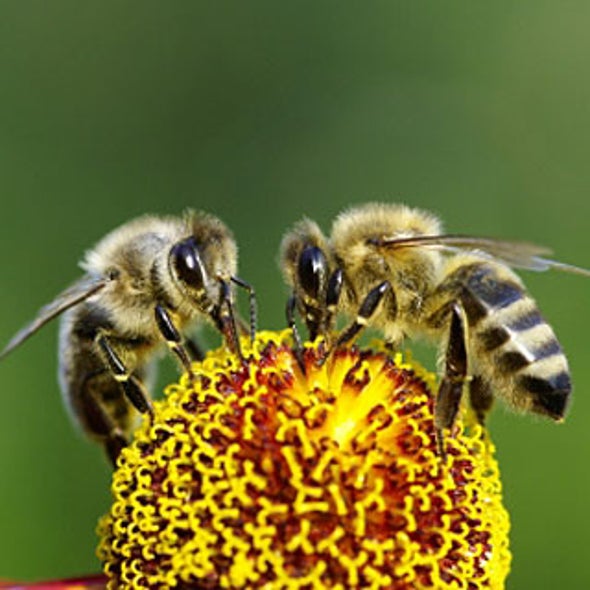 Monogamy Is Responsible for the Evolution of Bees
