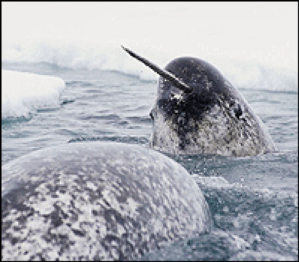 narwhal found to have a trick up its tusk scientific american