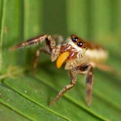 Unusual Spider Species Passes Up Live Prey for Plants