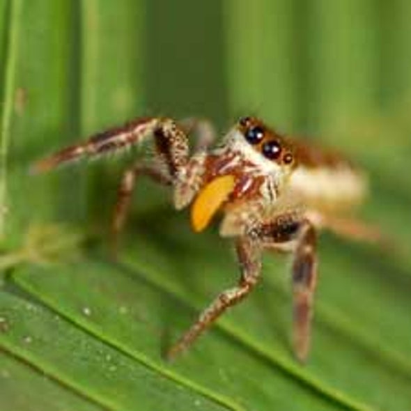 Unusual Spider Species Passes Up Live Prey for Plants