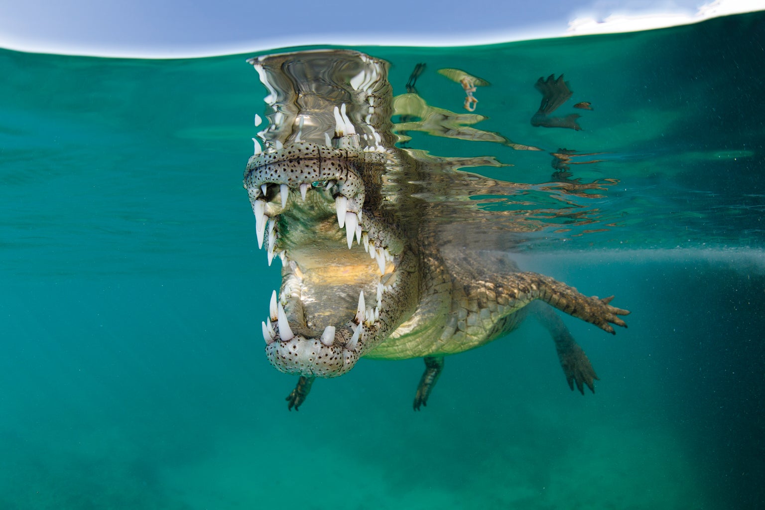 How Crocs Came to Rule the Water's Edge - Scientific American