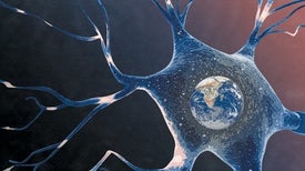 How the Brain 'Constructs' the Outside World