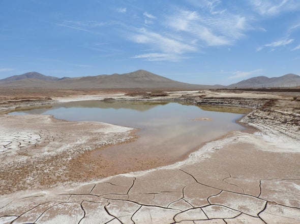 Rains Bring a Microbial Massacre to Chilean Desert