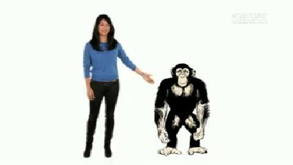 Why Are Chimps Stronger Than Humans? - Instant Egghead | Scientific