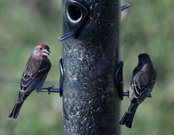 Bird Feeders Attract Bird Eaters, Too