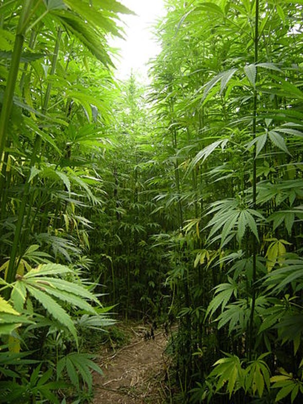 California S 50 000 Pot Farms Are Sucking Rivers Dry Scientific American