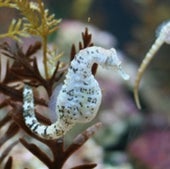 SEA HORSES: