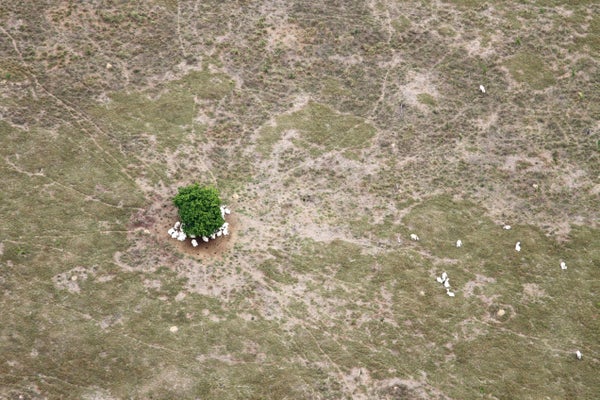 Aerial view of tiny clump of trees with white cows huddled underneath.