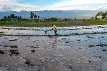 Wake-up Call: Climate Change Threatens Rice Farming