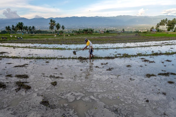 A farmer plows rice field.
