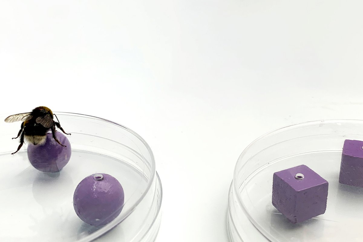 Bumblebees Solve a 17th-Century Psychological Puzzle | Scientific American