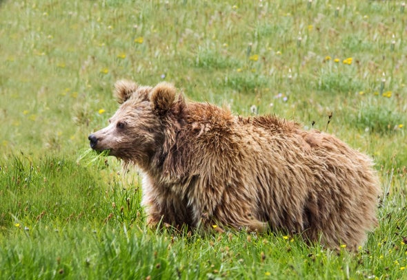 Yeti Claims Don't Bear Up