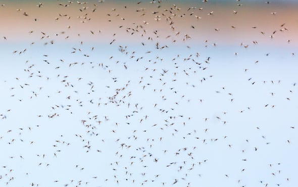 Researchers to Release Genetically Engineered Mosquitoes in Africa for First Time