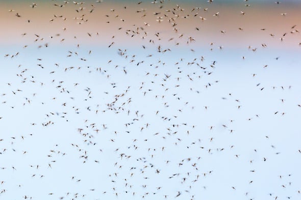 Researchers to Release Genetically Engineered Mosquitoes in Africa for First Time