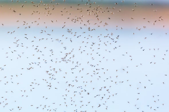Researchers to Release Genetically Engineered Mosquitoes in Africa for First Time