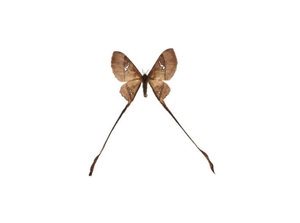 Moths Evade Bats with Slight of Wing