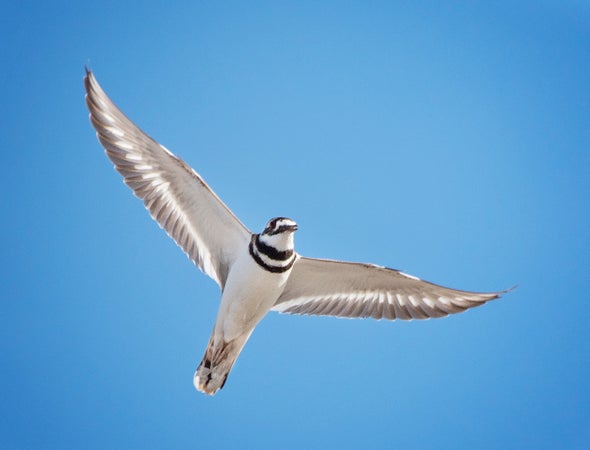 A Major Migratory Bird Habitat Is in Danger