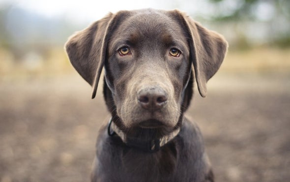 Dogs Teach Bomb-Sniffing Machines New Tricks