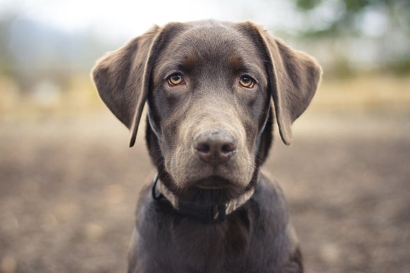 Dogs Teach Bomb-Sniffing Machines New Tricks
