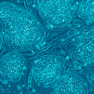 In the Flesh: The Embedded Dangers of Untested Stem Cell Cosmetics