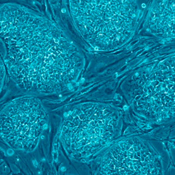 In the Flesh: The Embedded Dangers of Untested Stem Cell Cosmetics