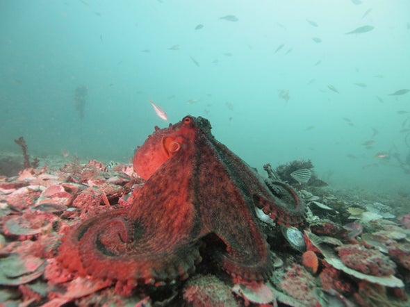 Octopuses Are Surprisingly Social--and Confrontational