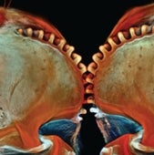 STEAMPUNK INSECT<br>