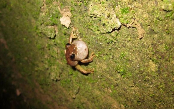 City Frogs Use Drains As Mating Megaphones Scientific American