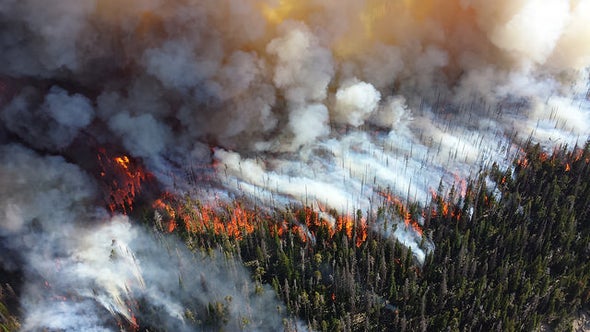 More Wildfires Burning More Forest May Become the New Normal